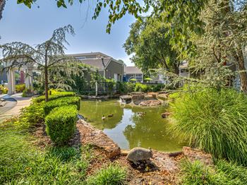 Tranquil duck pond